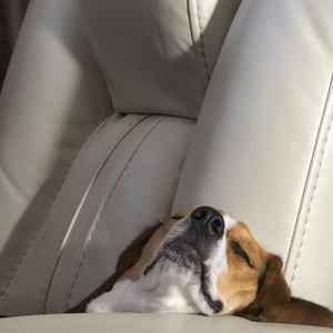 Meet your Posher, Brigitte